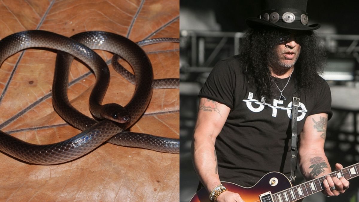 Новий вид змії назвали на честь гітариста Slash